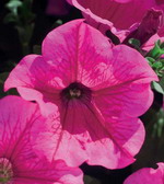 Сурфиния Хот Пинк